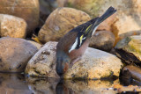 Chaffinch (Fringilla coelebs)