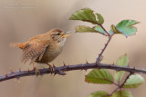 Wren (Troglodytes troglodytes)