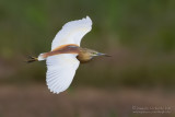 Squacco Heron (Ardeola ralloides)