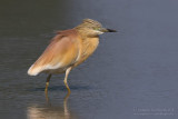 Squacco Heron (Ardeola ralloides)