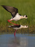 Black-winged Stilt (Himantopus himantopus)