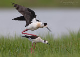 Black-winged Stilt (Himantopus himantopus)