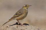 Tawny Pipit (Anthus campestris)