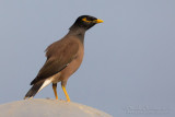 Common Myna (Acridotheres tristis)