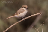 Isabelline Shrike (Lanius isabellinus)