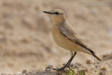 Isabelline Wheatear (Oenanthe isabellina)