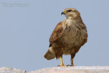 Long-legged Buzzard (Buteo rufinus)