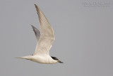 Gull-billed Tern (Gelochelidon nilotica)