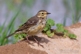 Siberian Buff-bellied Pipit (Anthus rubescens japonicus)