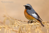 Ehrenberg's Redstart (Phoenicurus phoenicurus samamisicus)