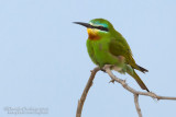 Blue-cheecked Bee-eater (Merops persicus)
