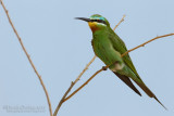 Blue-cheecked Bee-eater (Merops persicus)
