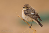 Siberian Stonechat (Saxicola maurus ssp maurus?)