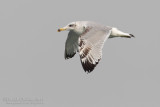 Great Black-headed Gull (Ichthyaetus ichthyaetus)