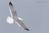 Steppe Gull (Larus cachinnans barabensis)