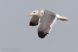 Heuglins Gull (Larus heuglinii)