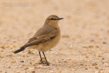 Isabelline Wheatear (Oenanthe isabellina)