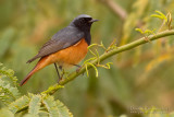 Eastern Black Redstart (Phoenicurus ochruros phoenicuroides)