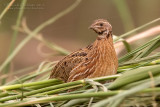 Common Quail (Coturnix coturnix)