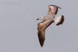Caspian Gull (Larus cachinnans cachinnans)