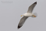 Steppe Gull (Larus cachinnans barabensis)