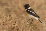 Caspian Stonechat (Saxicola maurus variegatus)