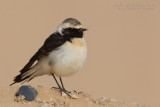 Pied Wheatear (Oenanthe pleshanka)