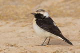 Pied Wheatear (Oenanthe pleshanka)