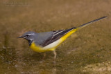 Grey Wagtail (Motacilla cinerea)