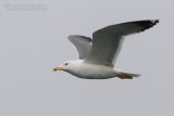 Steppe Gull (Larus cachinnans barabensis)