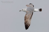 Steppe Gull (Larus cachinnans barabensis)