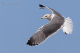 Heuglins Gull (Larus heuglinii)