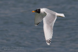 Great Black-headed Gull (Ichthyaetus ichthyaetus)