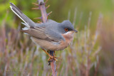 Moltonis Warbler (Sylvia subalpina)