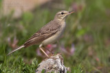 Tawny Pipit (Anthus campestris)