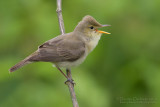 Melodious Warbler (Hippolais polyglotta)