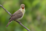 Melodious Warbler (Hippolais polyglotta)
