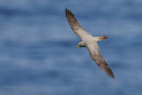 Sooty Falcon (Falco unicolor)