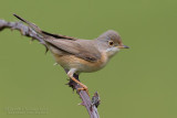 Moltonis Warbler (Sylvia subalpina)