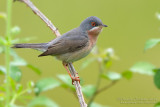 Moltonis Warbler (Sylvia subalpina)