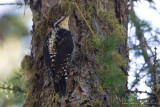 Three-toed Woodpecker (Picchio tridattilo)