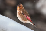 African Crimson-winged Finch (Rhodopechys alienus)