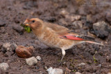 African Crimson-winged Finch (Rhodopechys alienus)