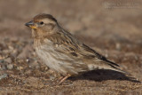 Rock Sparrow (Petronia petronia)