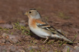 Brambling (Fringilla montifringilla)