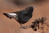 Black Weathear (Oenanthe leucura)