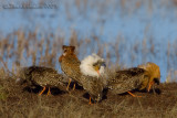 Ruff (Philomachus pugnax)