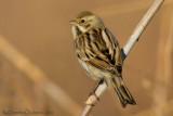 Reed Bunting (Emberiza shoeniclus)