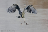 Grey Heron (Ardea cinerea)