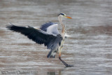 Grey Heron (Ardea cinerea)